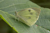 Pieris brassicae id--9972 - Argentiere la Bessée - 22/06/25