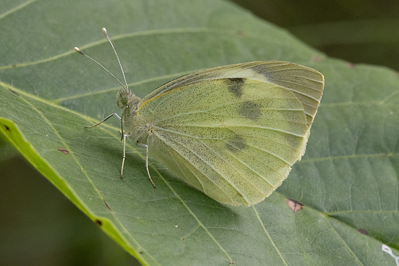 Pieris brassicae id--9972 - Argentiere la Bessée - 22/06/25