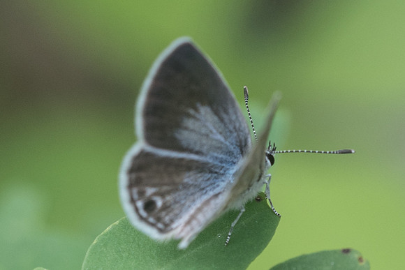 Hemiargus huntingtoni hannoides --1256