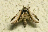 Pheosia gnoma-4889 - Paris - 3/06/26