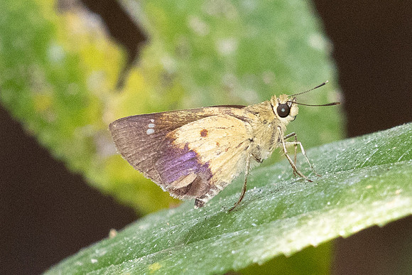 Zographetus satwa-1525 - Chiang Dao - 17/03/24