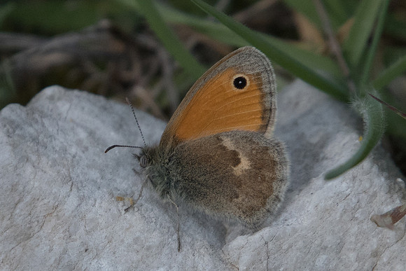 Coenonympha pamphilus 7231