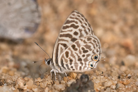 Leptotes plinius-8849- Chiang Dao  - 11/03/23