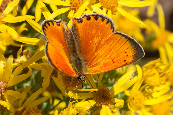 Lycaena virgaureae 3115 - Route vers Barcena mayor