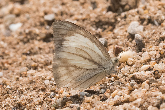 Cepora nerissa dapha-9816- Chiang Dao  - 11/03/23