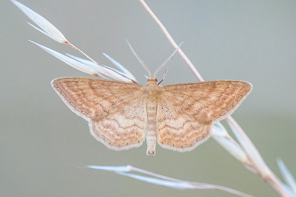 Idaea ochrata
