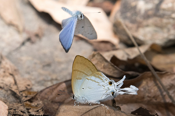 Zeltus amasa amasa-3981 - Doi-Suthep 8/03/23