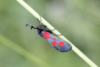 Zygaena viciae-6930 - Les Rousses - 26/06/26