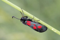 Zygaena viciae-6929 - Les Rousses - 26/06/26