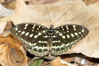 Lexias pardalis-3020