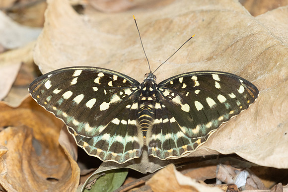 Lexias pardalis-3020