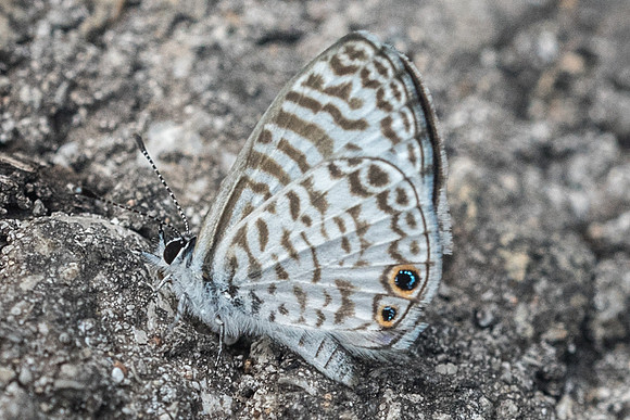 Leptotes marina --1937