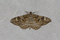 Alcis repandata-7464 - Les Rousses - 28/06/26