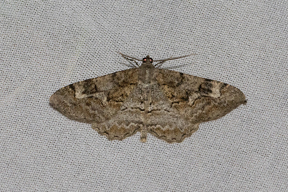 Alcis repandata-7464 - Les Rousses - 28/06/26