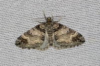 Epirrhoe alternata-6991 - Les Rousses - 27/06/26