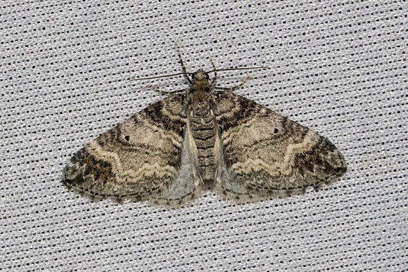 Epirrhoe alternata-6991 - Les Rousses - 27/06/26