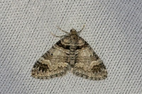 Epirrhoe alternata-7298