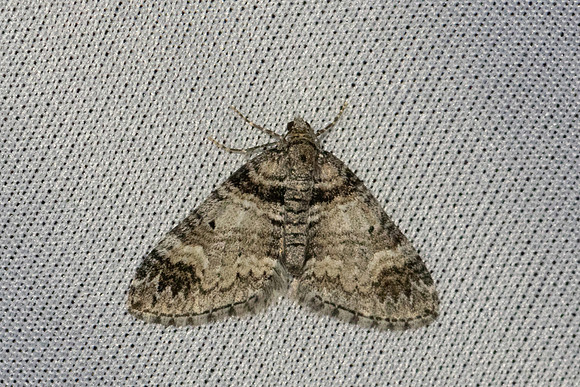 Epirrhoe alternata-7298