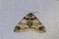 Epirrhoe alternata-7279