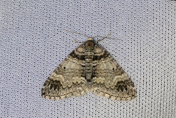 Epirrhoe alternata-7279