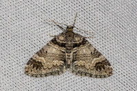 Epirrhoe alternata-7275 - Les Rousses - 27/06/26