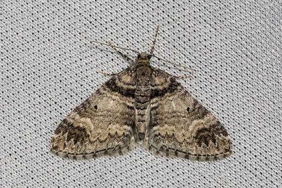 Epirrhoe alternata-7275 - Les Rousses - 27/06/26