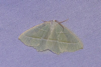 Campaea margaritaria-7401