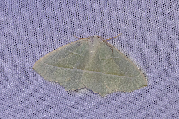 Campaea margaritaria-7401