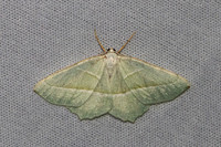 Campaea margaritaria-7441