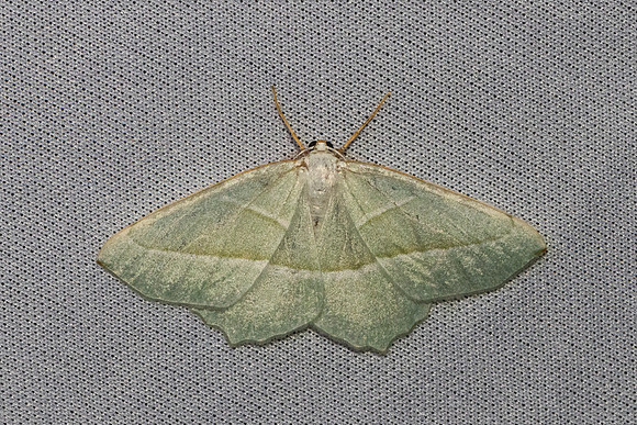 Campaea margaritaria-7441