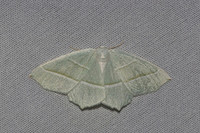 Campaea margaritaria-7405 - Les Rousses - 28/05/26