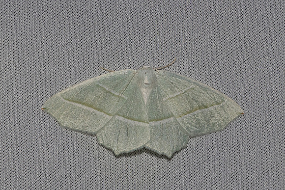 Campaea margaritaria-7405 - Les Rousses - 28/05/26