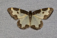 Lomaspilis marginata-7357