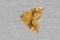 Cidaria fulvata-7454