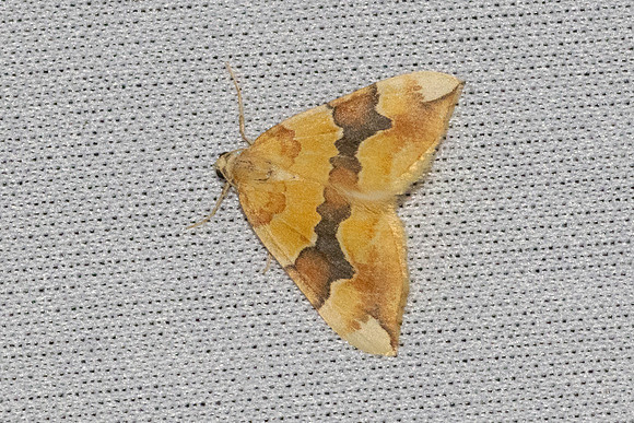 Cidaria fulvata-7454