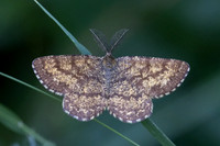 Ematurga atomaria-7128 - Lac de Lamoura - 27/06/26