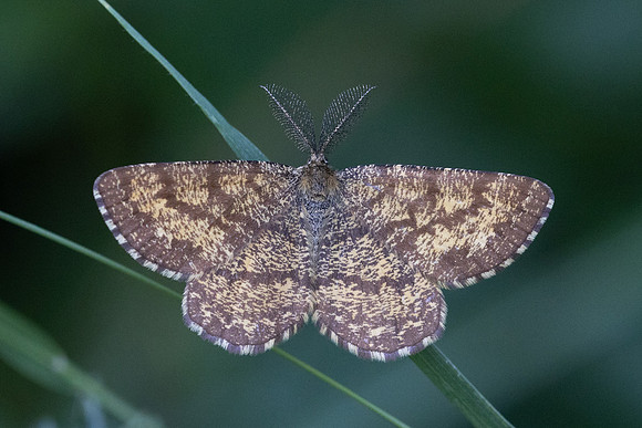 Ematurga atomaria-7128 - Lac de Lamoura - 27/06/26