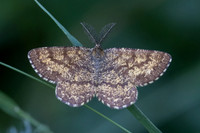 Ematurga atomaria-7131 - Lac de Lamoura - 27/06/26