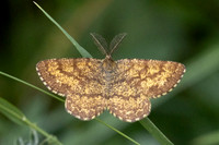 Ematurga atomaria-7126 - Lac de Lamoura - 27/06/26