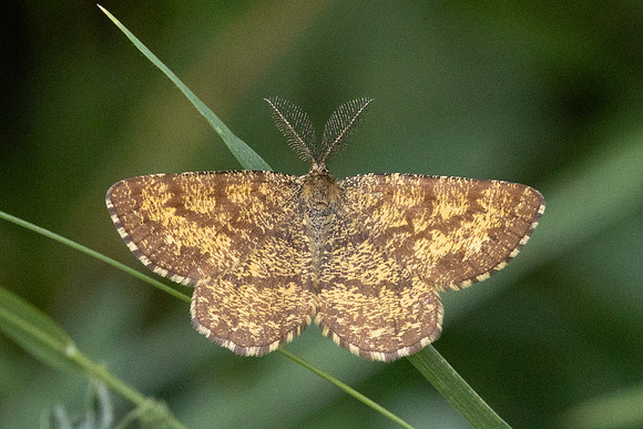 Ematurga atomaria-7126 - Lac de Lamoura - 27/06/26