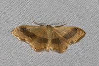 Idaea aversata-6948