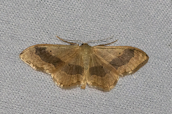 Idaea aversata-6948