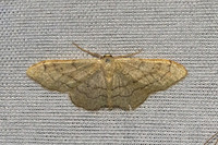 Idaea aversata-7389