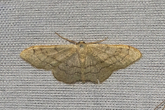 Idaea aversata-7389