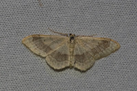 Idaea aversata-7471