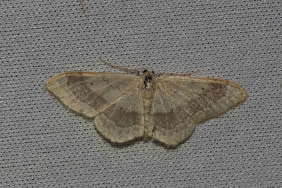 Idaea aversata-7471