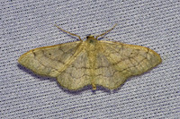 Idaea aversata-7368