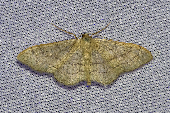 Idaea aversata-7368