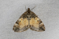 Dysstroma truncata-7434 - Les Rousses - 28/06/26