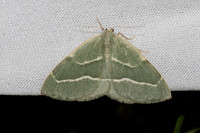 Hylaea fasciaria-7355